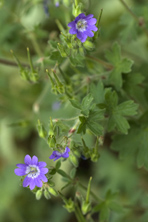 Geranium 'Isparta'