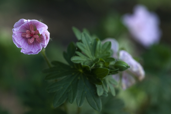 Geranium sanguineum 'Apfelblüte' au Jardin de la Salamandre en Dordogne