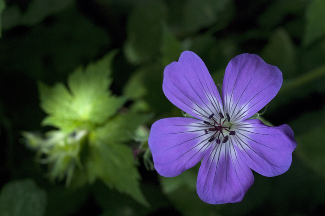 Geranium 'Shocking Blue' au Jardin de la Salamandre en Dordogne