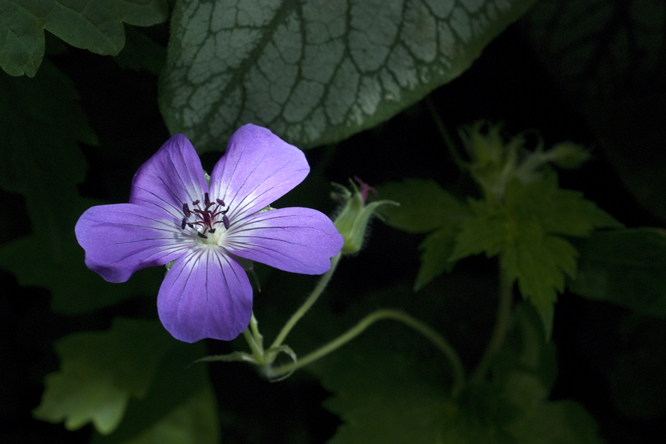 Geranium 'Shocking Blue' 2 au Jardin de la Salamandre en Dordogne