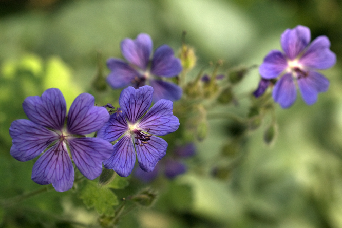 Geranium 'Sirak au Jardin de la Salamandre en Dordogne