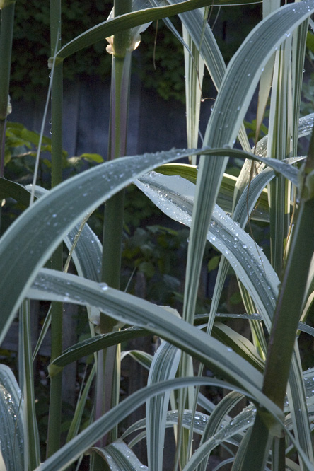 Arundo donax 'Variegata' 1 au Jardin de la Salamandre