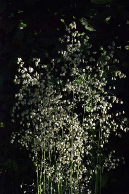 Briz media 2 au Jardin de la Salamandre en Dordogne