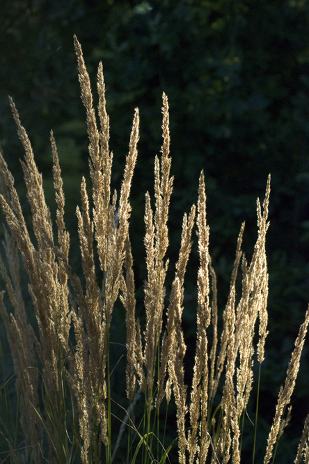 Calamagrostis x acutiflora au Jardin de la Salamandre