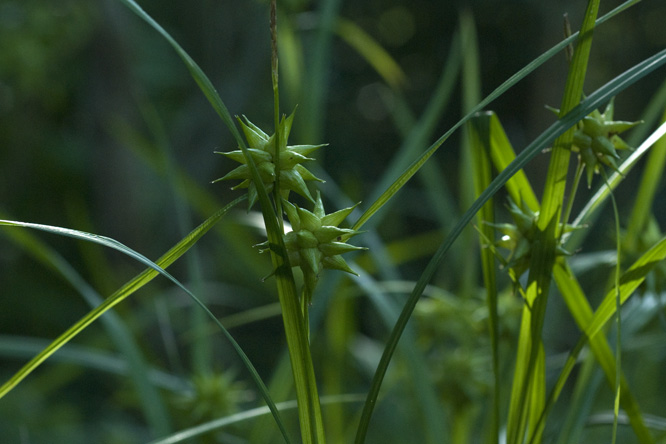 Carex grayi 2 au jardin de la Salamandre