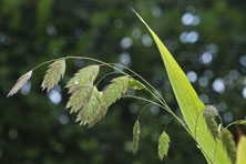 Chasmanthium latifolium au Jardin de la Salamandre