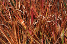 Miscanthus sinensis 'Afrika' au Jardin de la Salamandre en Dordogne