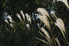 Miscanthus sinensis 'Arabesque' au Jardin de la Salamandre