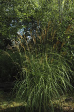 Miscanthus sinensis 'Hermann Mussel' au Jardin de la Salamandre en Dordogne