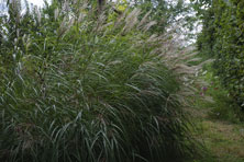 Miscanthus sinensis 'Undine' au Jardin de la Salamandre