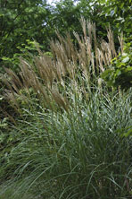 Miscanthus sinensis 'Yaku-Jima' au Jardin de la Salamandre en Dordogne