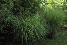 Miscanthus transmorrisonensis sinensis 'Gracillimus'  au Jardin de la Salamandre en Dordogne