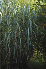 Miscanthus 'Cabaret' au Jardin de la Salamandre en Dordogne