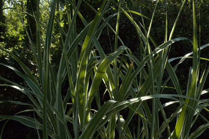 Miscanthus sinensis var. condensatus 'Cosmopolitan' au Jardin de la Salamandre