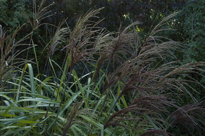 Miscanthus sinensis 'Malepartus' 0 au Jardin de la Salamandre 