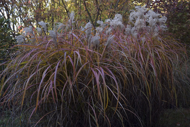 Miscanthus sinensis 'Malepartus' 2 au Jardin de la Salamandre