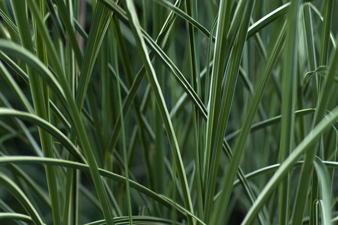 Miscanthus sinensis 'Morning Light' au Jardin de la Salamandre