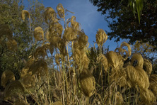 Miscanthus nepalensis au Jardin de la Salamandre