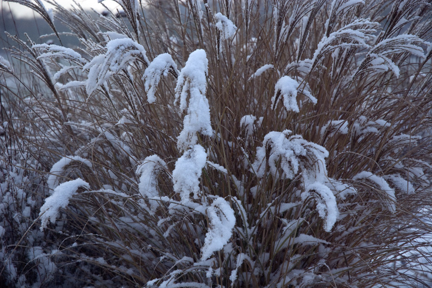 Miscanthus sinensis 'Silberfeder' au Jardin de la Salamandre