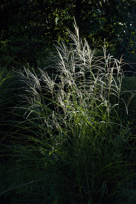 Miscanthus sinensis 'Gracillimus' au Jardin de la Salamandre