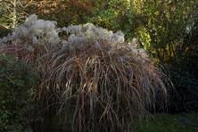 Miscanthus sinensis 'Malepartus' au Jardin de la Salamandre