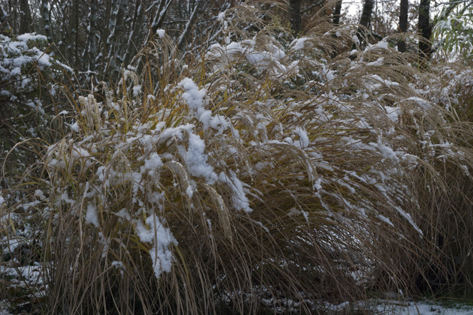 Miscanthus sinensis 'Malepartus' 4 au Jardin de la Salamandre en Dordogne