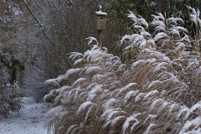 Miscanthus sinensis 'Undine' en hiver au Jardin de la Salamandre