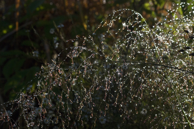 Panicum virgatum 'Squaw'  au Jardin de la Salamandre