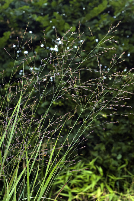 Panicum virgatum 'Warrior' au Jardin de la Salamandre