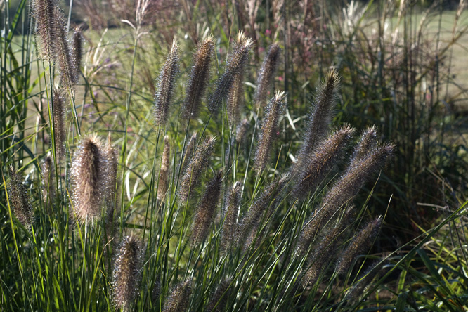 Pennisetum alopecuroides 'Paul's Giant' au Jardin de la Salamandre 