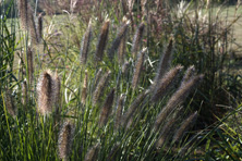 Pennisetum alopecuroides 'Paul's Giant au Jardin de la Salamandre