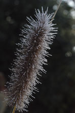 Pennisetum au Jardin de la Salamandre en Dordogne