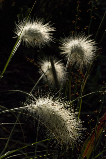 Pennisetum villosum au Jardin de la Salamandre