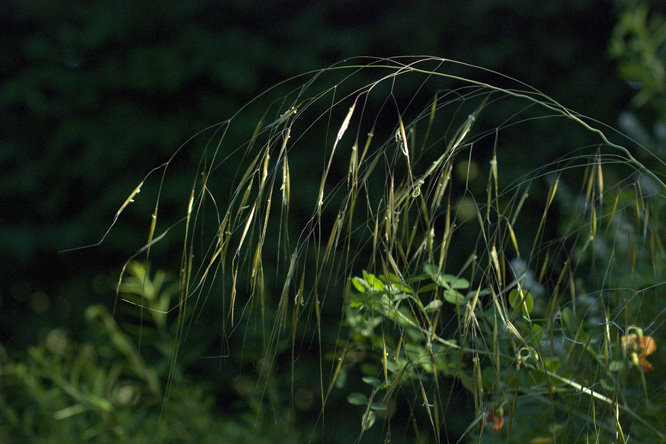 Stipa gigantea 0 au Jardin de la Salamandre