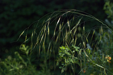 Stipa gigantea au Jardin de la Salamandre