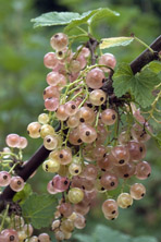 Groseille Gloire des Sablons au Jardin de la Salamandre