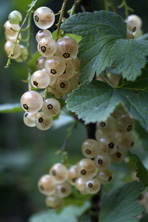 Groseille Versaillaise  blanche au Jardin de la Salamandre
