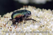 Cétoine dorée au Jardin de la Salamandre en Dordogne
