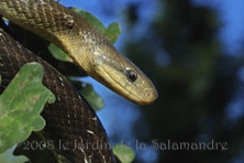 Couleuvre d'Esculape au Jardin de la Salamandre en Dordogne