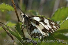 Demi-deuil au Jardin de la Salamandre en Dordogne