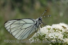 Gazé au Jardin de la Salamandre en Dordogne