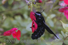 Xylocopa violacea au Jardin de la Salamandre en Dordogne