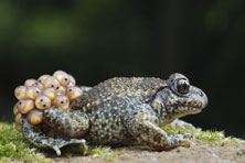 Alytes obstetricans au Jardin de la Salamandre en Dordogne