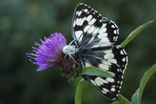 Minusema vatia au Jardin de la Salamandre en Dordogne