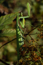 Mante à sa toilette au Jardin de la Salamandre en Dordogne