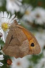 Myrtil au Jardin de la Salamandre en Dordogne