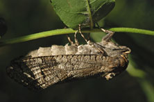 Sphyngide au Jardin de la Salamandre en Dordogne