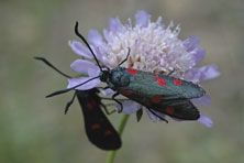 Zygene au Jardin de la Salamandre en Dordogne