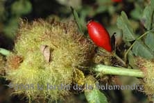 Bedeguar au Jardin de la Salamandre en Dordogne