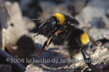 Bombus terrestris au Jardin de la Salamandre en Dordogne